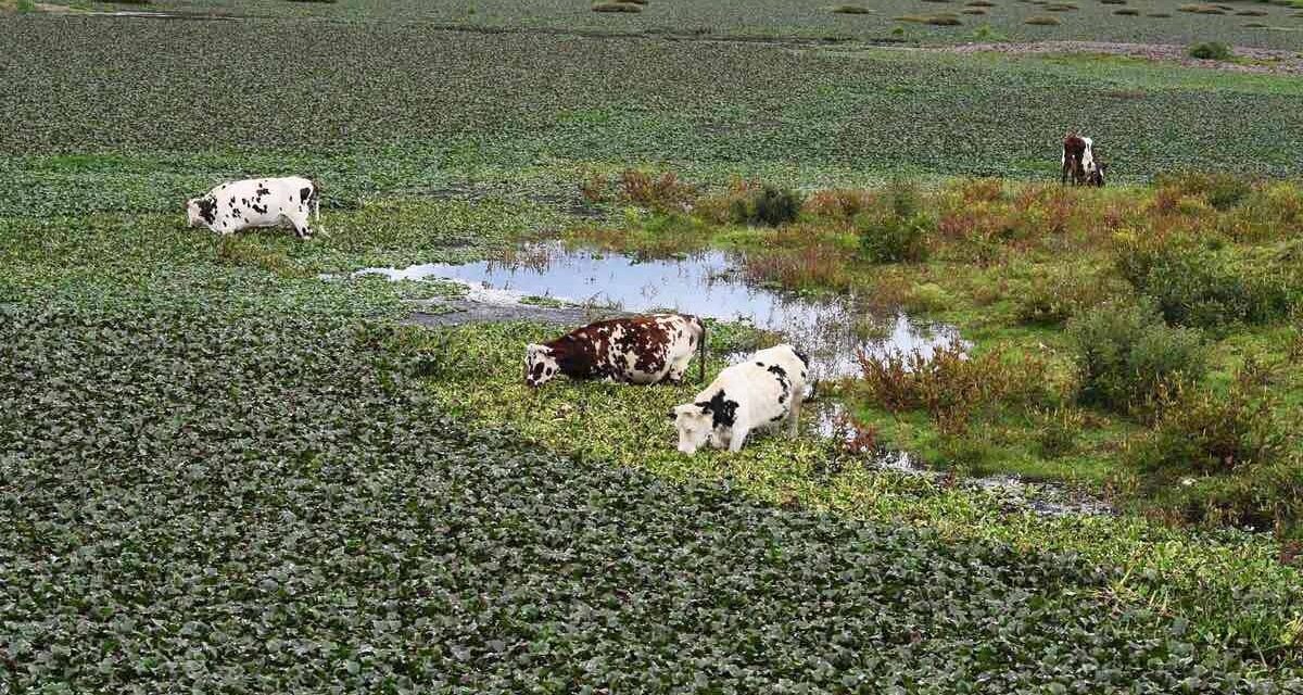 Las afectaciones en la Represa ‘La Playa’ requieren acciones concretas y eso es lo que haremos en Audiencia Pública: Jaime Raúl Salamanca